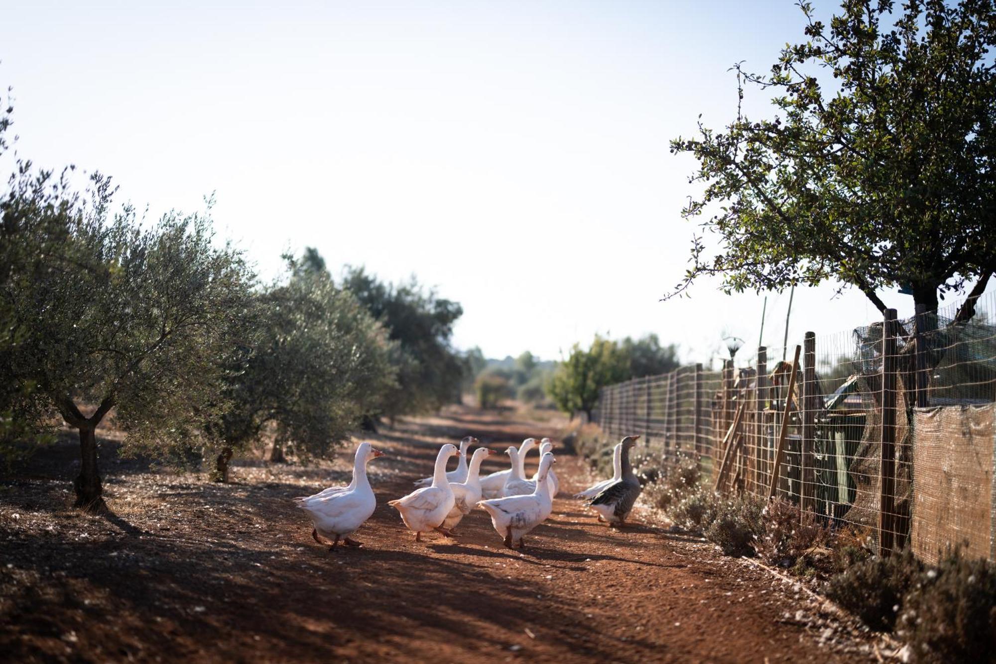 Eumelia Organic Agrotourism Farm Otel Goúvai Dış mekan fotoğraf