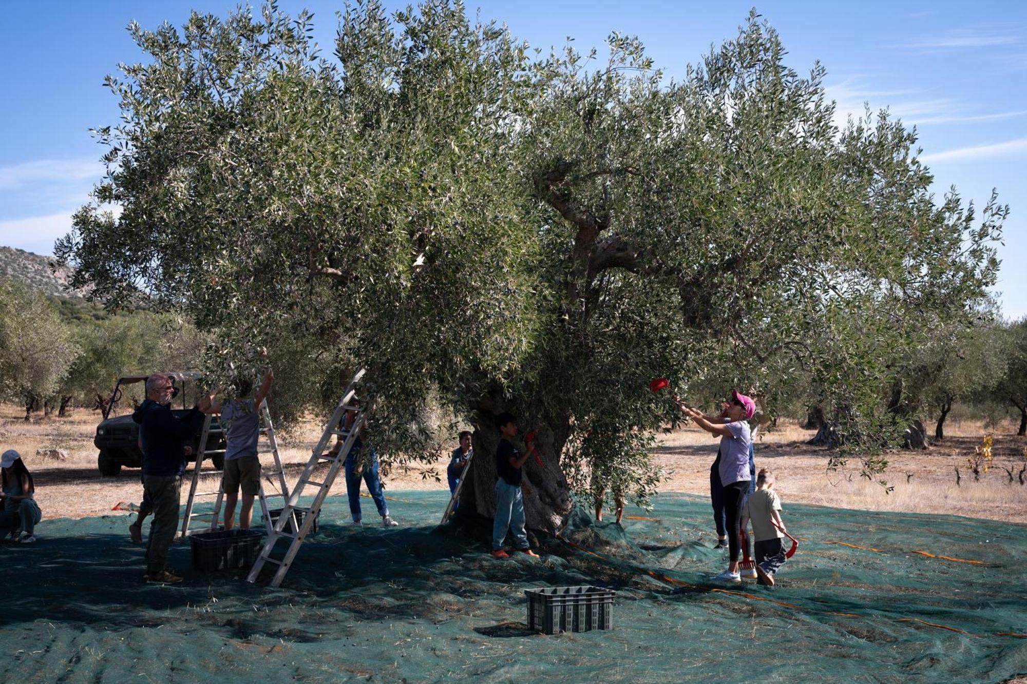 Eumelia Organic Agrotourism Farm Otel Goúvai Dış mekan fotoğraf